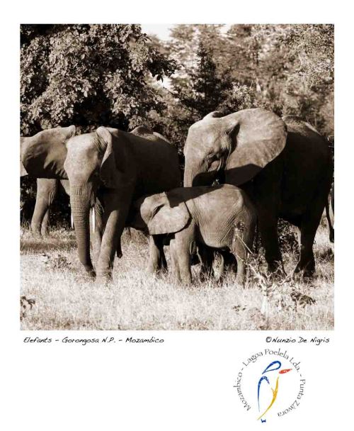 Famiglia di Elefanti al Gorongosa NP